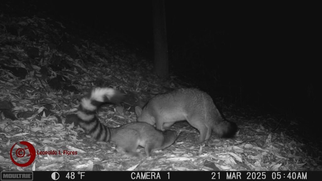 En Ciudad Universitaria: zorro gris y cacomixtle forman una sorprendente alianza